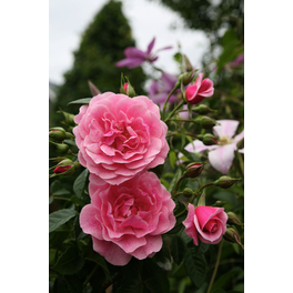Kletterrose, Rosa hybrida »Camelot«, Blütenfarbe: rosa