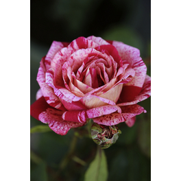 Kletterrose, Rosa hybrida »Colibri«, Blütenfarbe: pink