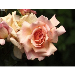 Kletterrose, Rosa hybrida »Compassion ®«, Blütenfarbe: hellrosa