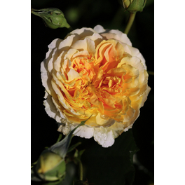 Kletterrose, Rosa hybrida »Ginger Syllabub«, Blütenfarbe: weiß/orange