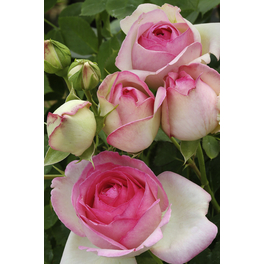 Kletterrose, Rosa hybrida »Mini Eden Rose«, Blütenfarbe: rosa