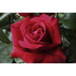 Kletterrose, Rosa hybrida »Uetersener Klosterrose®«, Blütenfarbe: creme
