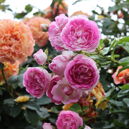 Kletterrose Rosa »Jasmina®«