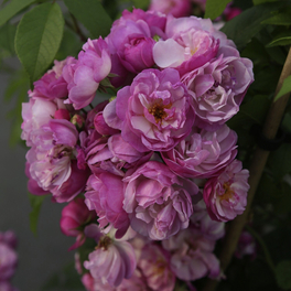 Kletterrose, Rosa »‘Lavender‘ Siluetta®«, Blütenfarbe: flieder