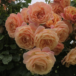 Kletterrose, Rosa »Peach Melba®«, Blütenfarbe: apricot