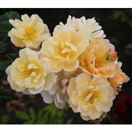 Kletterrose, Rosa »‘Sunny‘ Siluetta®«, Blütenfarbe: goldgelb