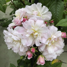 Kletterrose, Rosa »‘Sweet‘ Siluetta®«, Blütenfarbe: weiß/rosa