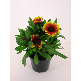 Kokardenblume »Gaillardia«, bunt, winterhart