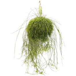 Korallenkaktus, Rhipsalis cassutha, Farbe: weiß, Farbe Blatt: grün