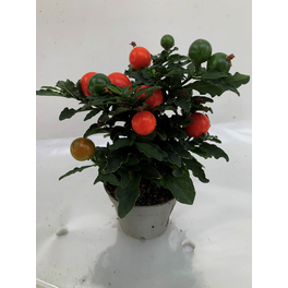 korallenstrauch »Solanum pseudocapsicum«, 10 cm korallenstrauch »Solanum pseudocapsicum«, 10 cm