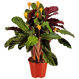 Gartenkrone Korbmarante, Calathea Hybriden Sorten-Mix, im  Kunststoff-Kulturtopf - hagebau.at