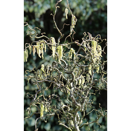 Korkenzieherhaselnuss, Corylus avellana »Contorta«, Blätter: grün, Blüten: gelb