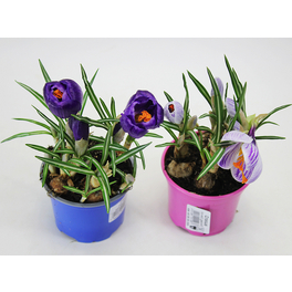 Krokus, Crocus vernus, bis 20 cm