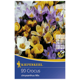 Krokuss chrysanthus Crocus
