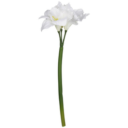 kleiner gummibaum Gummibaum (Ficus elastica) 'Robusta' kaufen main image 1