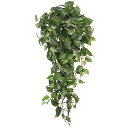 large monstera deliciosa Very Large Monstera Deliciosa Plant Ships Bare root  Dose of Succulents