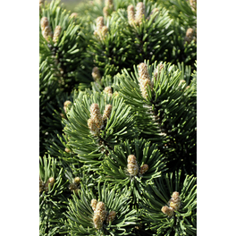 Latschenkiefer, Pinus mugo »Mughus«, immergrün