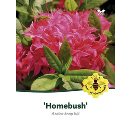Laubabwerfende Azalee, Azalea luteum »Homebush«, rosa, Höhe: 40 - 50 cm