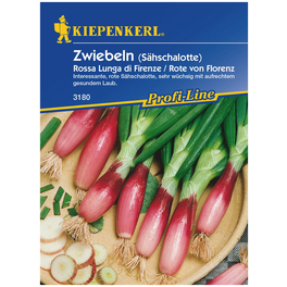 Lauchzwiebel Allium fistulosum »Rossa Lunga di Firenze / Rote von Florenz« Lauchzwiebel Allium fistulosum »Rossa Lunga di Firenze / Rote von Florenz«