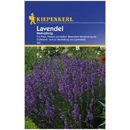 Lavendel angustifolia Lavandula