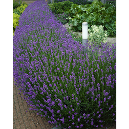 Lavendel »Lavandula angustifolia«, blau, winterhart