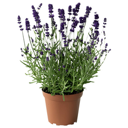Lavendel »Lavandula angustifolia«, blauviolett, winterhart Lavendel »Lavandula angustifolia«, blauviolett, winterhart
