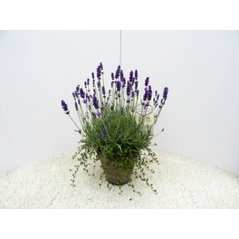 Lavendel »Lavandula angustifolia«, bunt