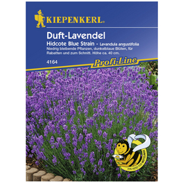 Lavendel, Lavandula angustifolia, Samen, Blüte: helllila