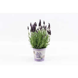 Lavendel, Lavandula stoechas »Annouk«, Blüte: violett, einfach