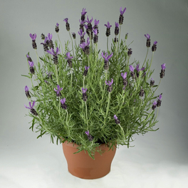 Lavendel, Lavandula stoechas, Blüte: violett, einfach