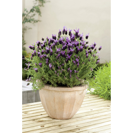 Lavendel »Lavandula stoechas«, purpurfarben