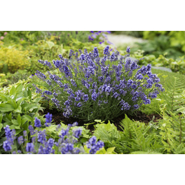 Lavendel »Lavendula angustifolia Essens Purple«, blau, winterhart