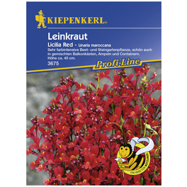 Leinkraut, Linaria maroccana, Samen, Blüte: rot