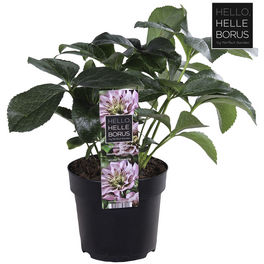 Lenzrose »Helleborus orientalis«, zweifarbig, winterhart
