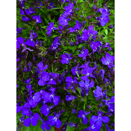 Lobelie, Lobelia erinus , Blüte: blau, einfach