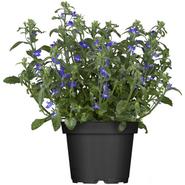 Lobelie, Lobelia erinus »Richardii«, Blüte: blau, einfach