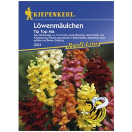 Löwenmäulchen, Valerianella locusta, Samen, Blüte: mehrfarbig Löwenmäulchen, Valerianella locusta, Samen, Blüte: mehrfarbig