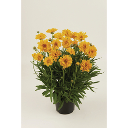 Mädchenauge »Coreopsis grandiflora«, gelb, winterhart
