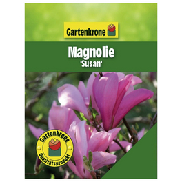 Magnolie, Magnolia liliiflora »Susan«, Blätter: grün, Blüten: dunkelrot