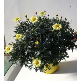 Margerite, Argyranthemum frutescens, bis 40 cm