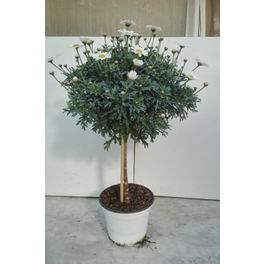 Margerite, Argyranthemum frutescens, Blüte: Weiß