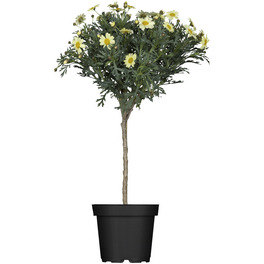 Margerite, Argyranthemum frutescens, Blütenfarbe: weiß