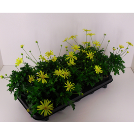 Margerite, Euryops chrysanthemoides, Blüte: gelb, einfach