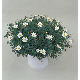 Margeriten, Chrysanthemum frutescens Chrysanthemum