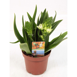 Milchstern, Ornithogalum thyrsoides, bis 35 cm
