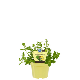 Minze Ananas, Mentha Piperita, aktuelle Pflanzenhöhe ca.: 25 cm, im Topf Minze Ananas, Mentha Piperita, aktuelle Pflanzenhöhe ca.: 25 cm, im Topf