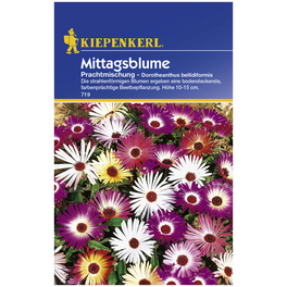 Mittagsblume, Dorotheanthus bellidiformis, Samen, Blüte: mehrfarbig