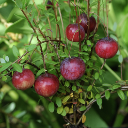 Moosbeere, Vaccinium macrocarpon, Frucht: rot, zum Verzehr geeignet