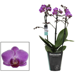 Nachtfalterorchidee, Phalaenopsis multiflora »Compactum«, Blüte: rosa