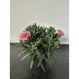 Nelke, Dianthus caryophyllus »Oscar«, Blüte: gemischt, einfach